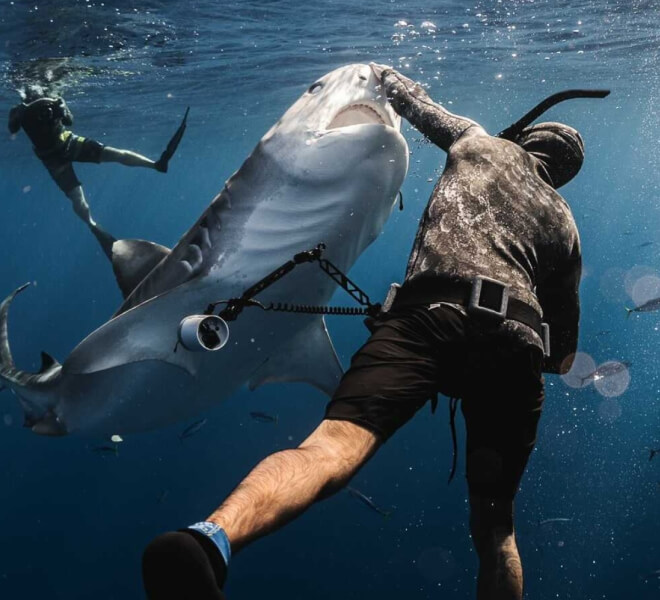 Photo of Hawaii Adventure Diving safety diver Nick Lowenstine pressing his hand over the nose of a large tiger shark with another diver in the background taking an underwater photo.