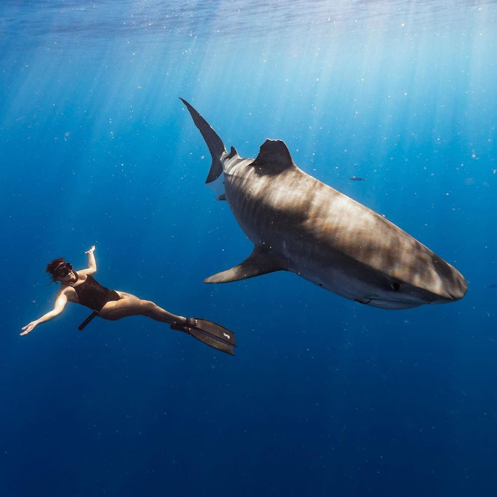 Photo of Hawaii Adventure Diving Sammy Falgiani swimming next to a huge tiger shark.