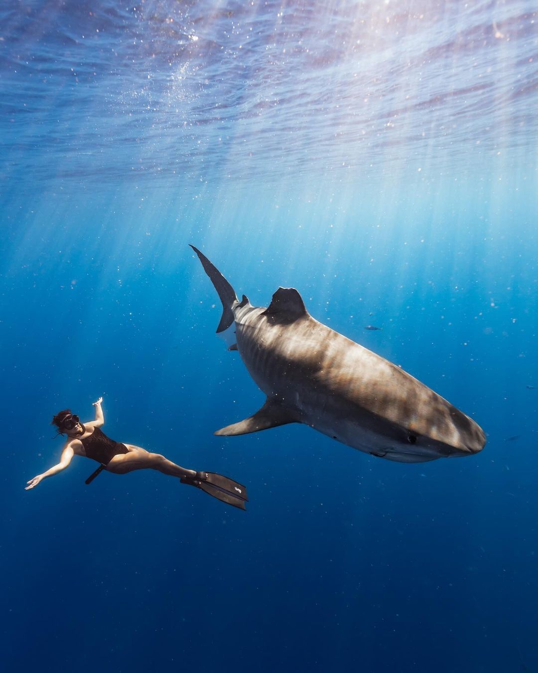 Sammy Falgiani posing with a large tiger shark off the coast of Oahu's north shore.