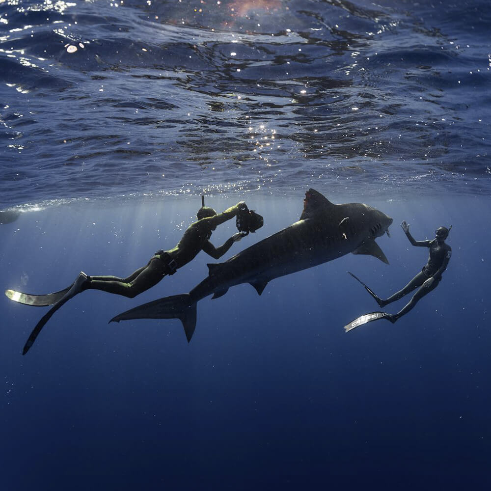Photo of Hawaii Adventure Diving boat captain, Stacy Lieser snorkeling next to a large tiger shark.