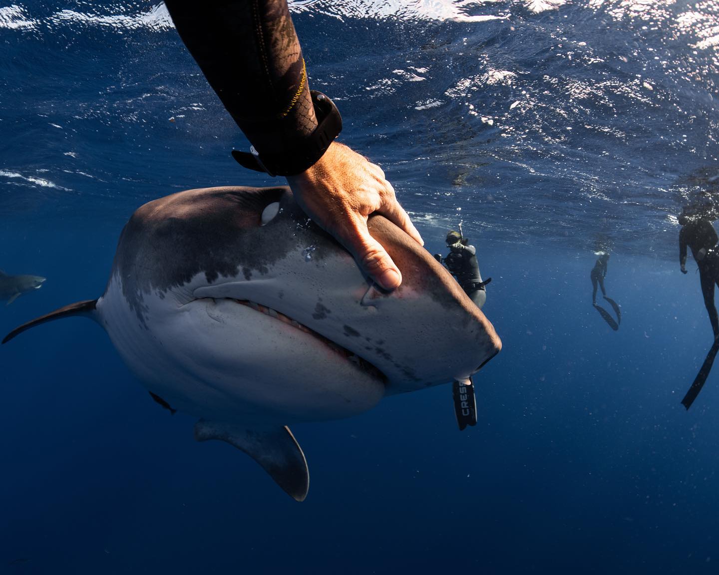 Clear waters of Hawaii with shadows of tiger sharks below