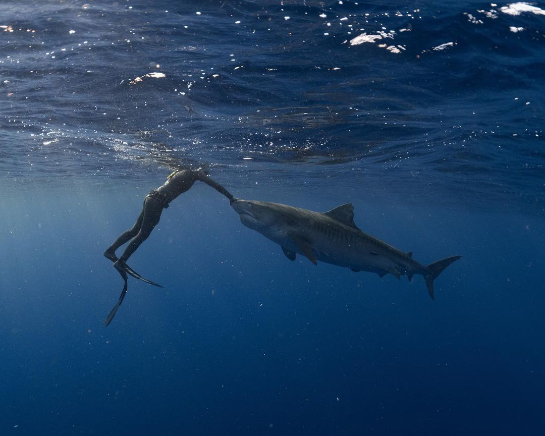 Free divers swimming with tiger sharks in Hawaii