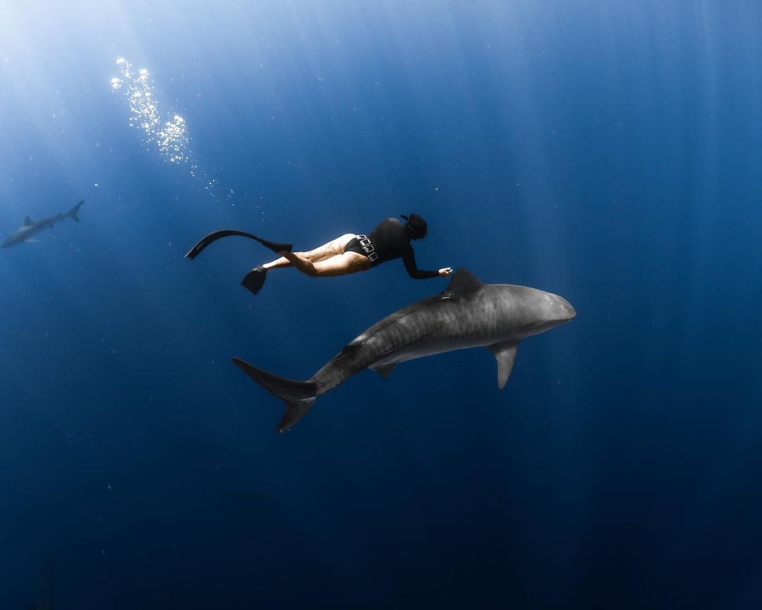 Divers dancing with striped tiger sharks