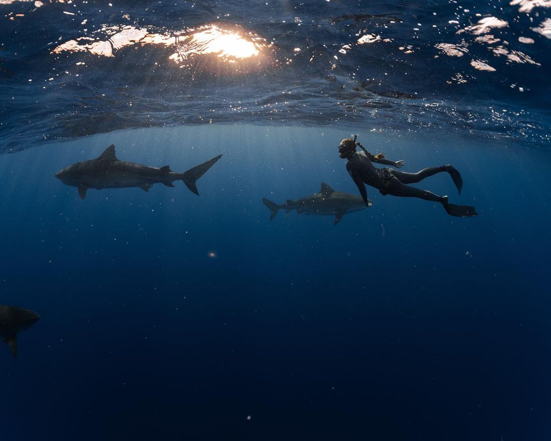 Close encounter with a tiger shark and diver