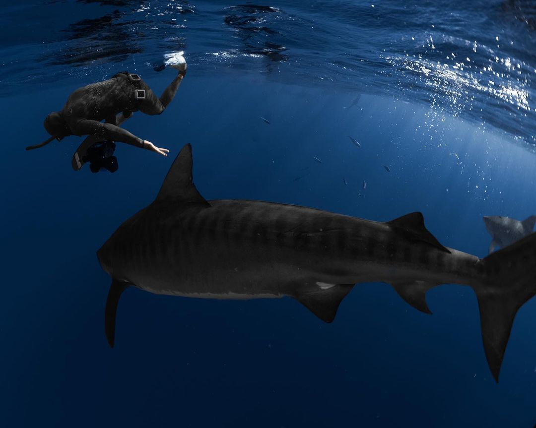 Group of tiger sharks swimming peacefully