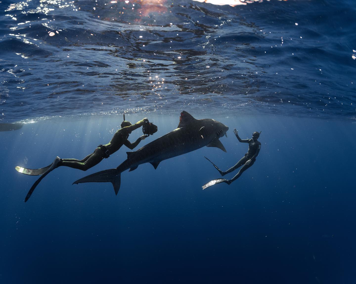 An incredible photo of hawaii adventure diving captian Sava and another diver swimming with a large tiger shark.