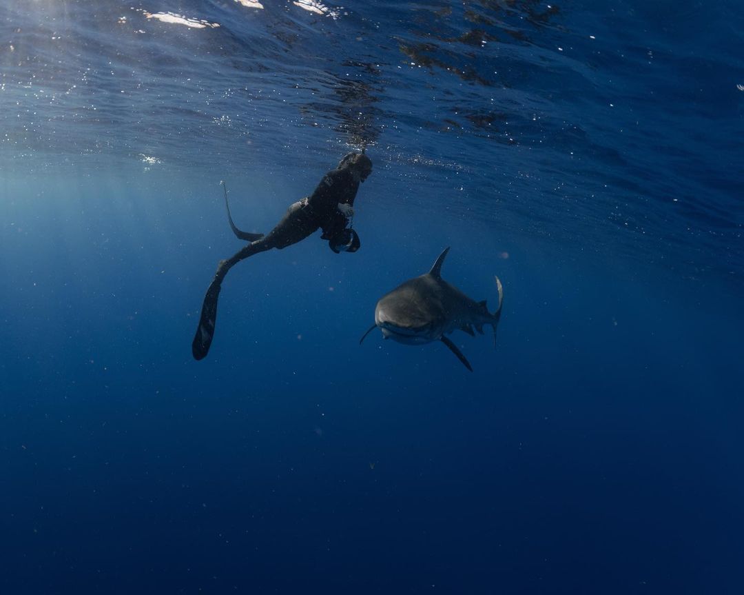 Free diver waving while swimming with a tiger shark