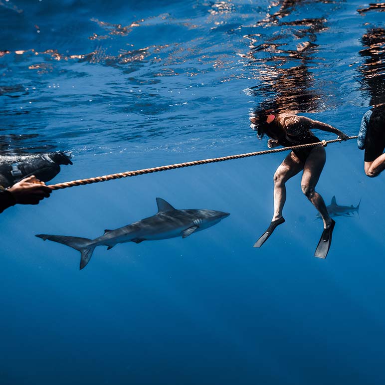 A Hawaii shark diving tour free diver holds onto a safety rope while a shark swims by.