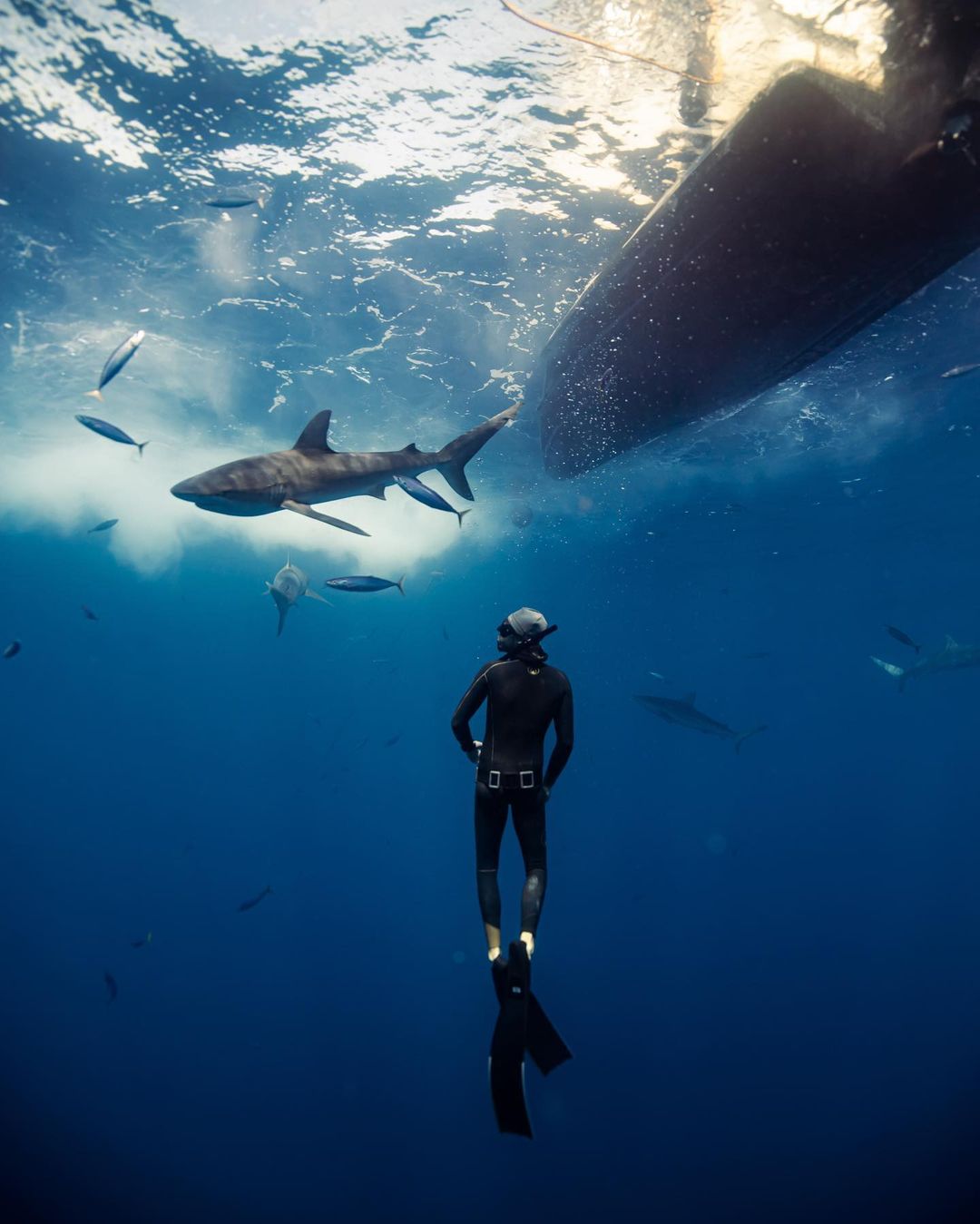 A photo of a free diver coming up from a dive. Fish and sharks can be seen swimming around the diver along with a large shark and a boat closer to the water's surface.