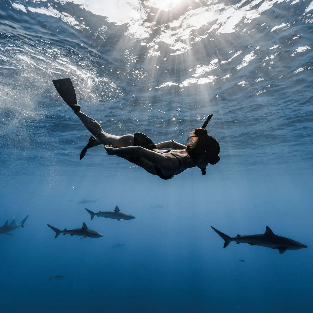 A female free diver swims below the surface of the ocean with sun rays above her and sharks in the background.