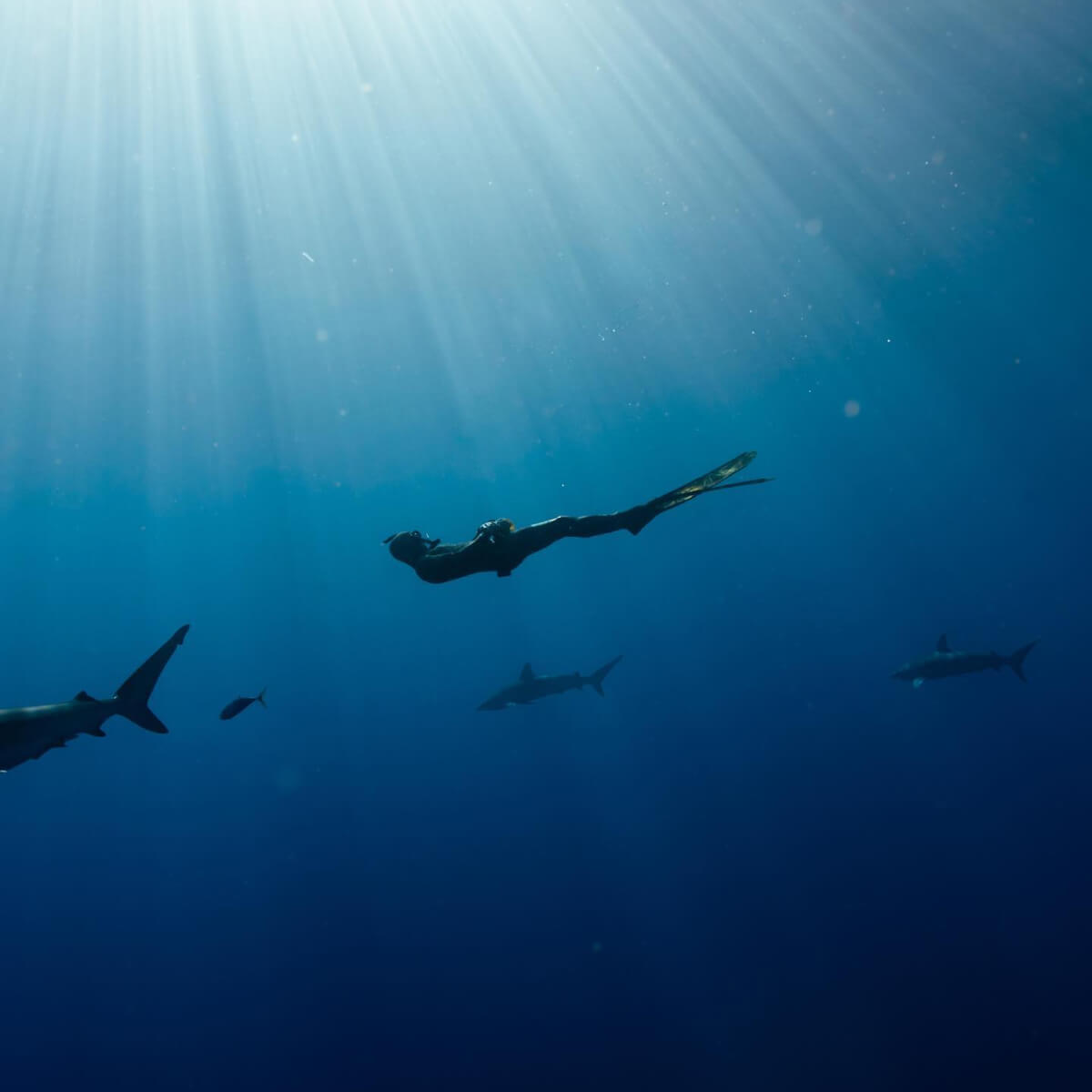 Photo of Hawaii Adventure Diving safety diver and expert shark handler, Nick Loewenstine on a shark dive. Sharks can be seen swimming net to him.