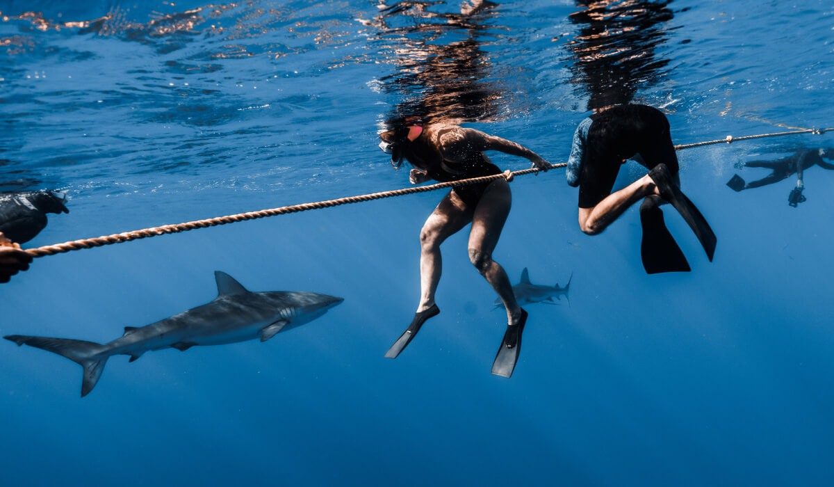 Cage free shark diving tour guests in Hawaii hold on to a safety rope while a shark swims by.