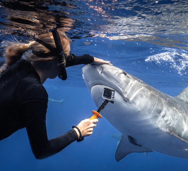Photo of Hawaii Adventure Diving safety diver Annika Zerne Young in the ocean petting the nose of a tiger shark while holding a GoPro.