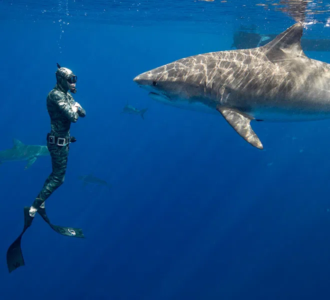 Photo of Hawaii Adventure Diving captain and safety diver Sava under water swimming upright directly infront of a very large great white shark staring directly eye to eye, about two feet away from each other.