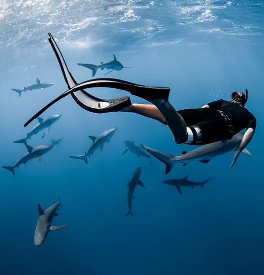 Photo of Hawaii Adventure Diving photographer and safety diver Danny Mako snorkeling underwater with a swirling swarm of menacing looking sharks.