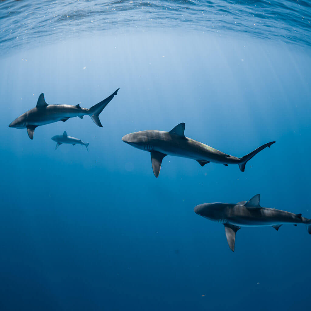 Photo of a group of galapagos sharks swimming in the waters off the coast of Oahu, Hawaii
