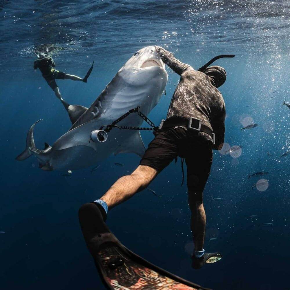 Photo of Hawaii Adventure Diving safety diver Nick Lowenstine pressing his hand over the nose of a large tiger shark with another diver in the background taking an underwater photo.