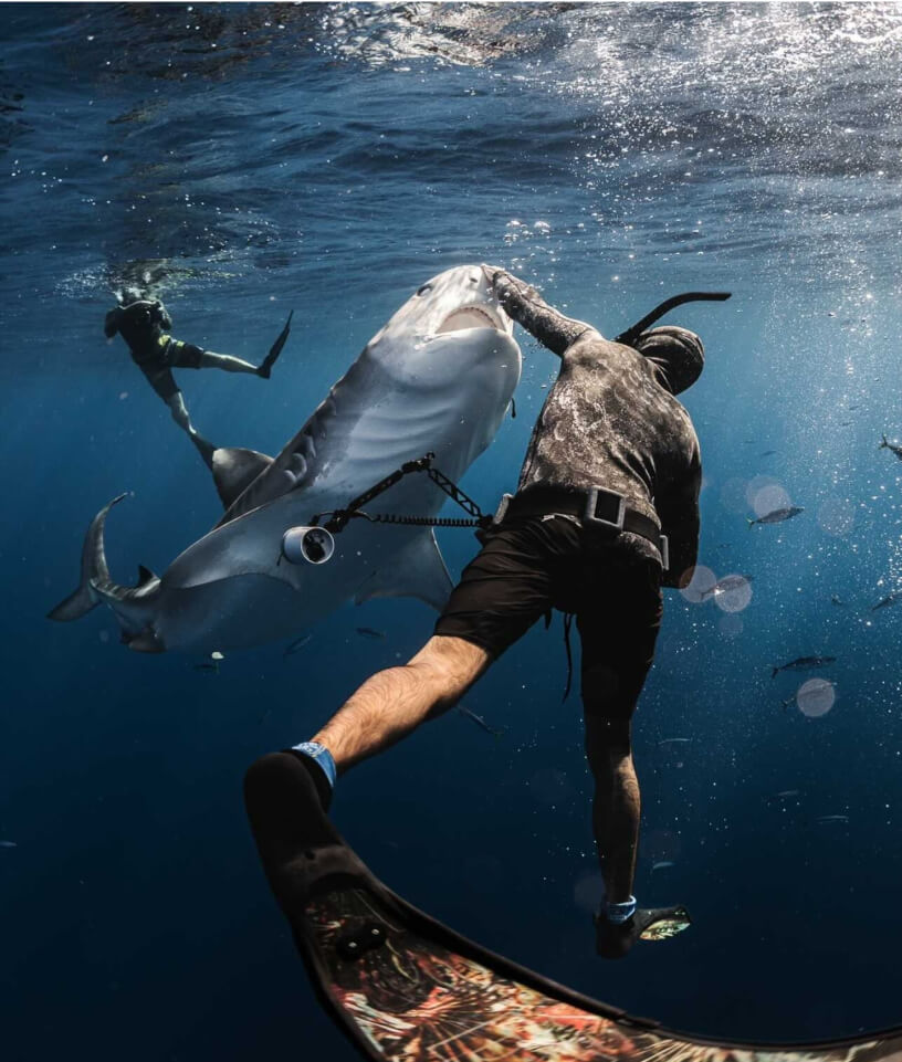 A photo of a male snorkeler swimming underwater along a shark.