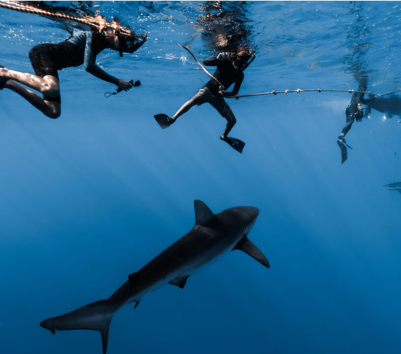 A photo of snorkelers holding on to a safety rope as a shark passes underneath them.