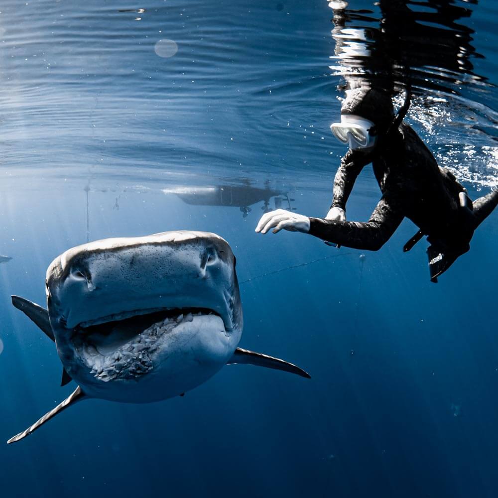 Photo of Hawaii Adventure Diving boat captain, Stacy Lieser snorkeling next to a large tiger shark.