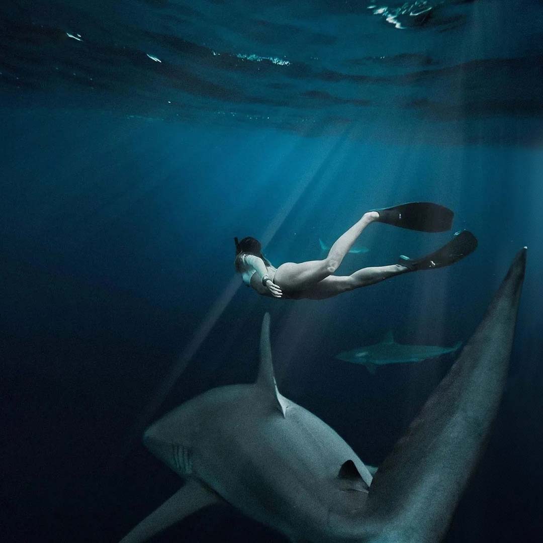 Drammatically lit photo of a female freediver in her twenties swimming about ten feet underwater with two large sharks off the coast of the north shore of Oahu, Hawaii. She's wearing large diving fins, a snorkel and mask. Light rays from the sun can be seen illumanting from above creating a feeling of mystery and beauty.