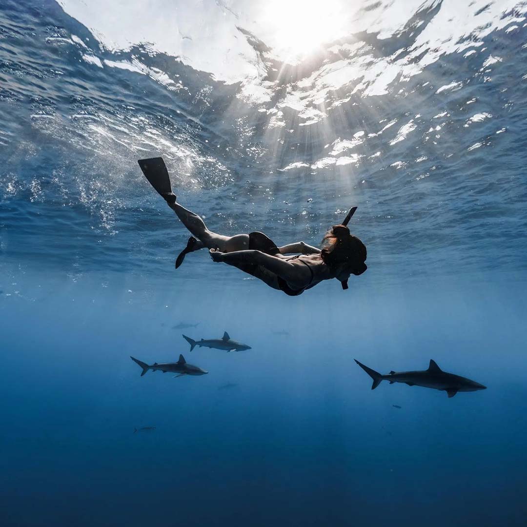 An underwater photo of a young woman freediver swimming with a group of six sharks. She is wearing freediving fins and snorkel gear. Sun rays can be seen bathing streaming through the water's surface to create a beautiful scene reminiscent of a dream. She's on a shark diving tour with Hawaiian shark tour operator Hawaii Adventure Diving.