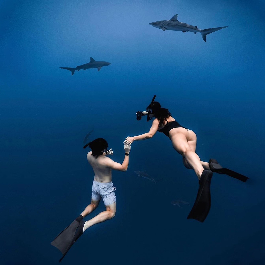An underwater photo of a young freediving couple on a Hawaii shark diving tour holding hands and swimming toward two large sharks in the distance. They are both wearing fins and snorkel gear and are several feet below the surface of the water so that the water surface is not visible in the photo creating the appearance that they may be very deep underwater.