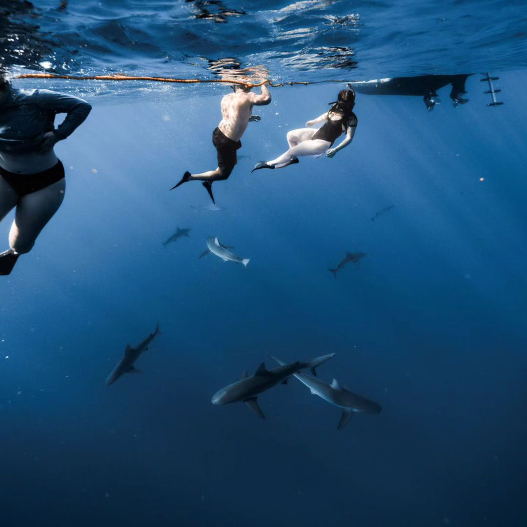 An underwater photo of a man and woman on a shark diving tour operated by Hawaii Adventure Diving, located in Haleiwa, Hawaii are seen floating in the blue waters of Hawaii next to a shark tour boat safety line with a group of seven large sharks swimming below them. The divers are not in a cage and appear to be entranced at the experience they are having swimming with the sharks.