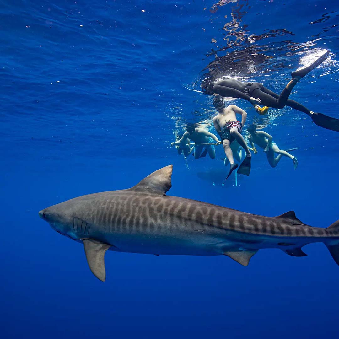 An underwater photo of a group of hawaii shark tour snorkelers in the open ocean looking at a very large tiger shark. The are swimming in the water without a shark cage. A safety diver from the shark tour can be seen in the water between the shark and the tour guests.