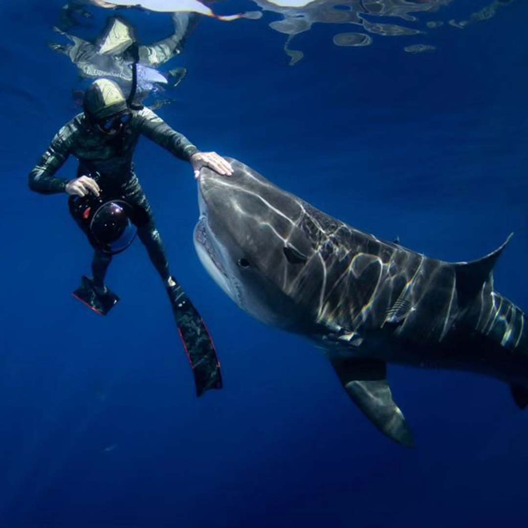 Another underwater photo of professional shark handler and Hawaii Adventure Diving shark diving tour guide and safety diver, Nick Lownstine redirectin a very large tiger shark. The angle is from the side of the action and illustrates just how large the shark is. The shark appears to be docile, but the scene looks like something only an expert and very daring person would ever attempt.