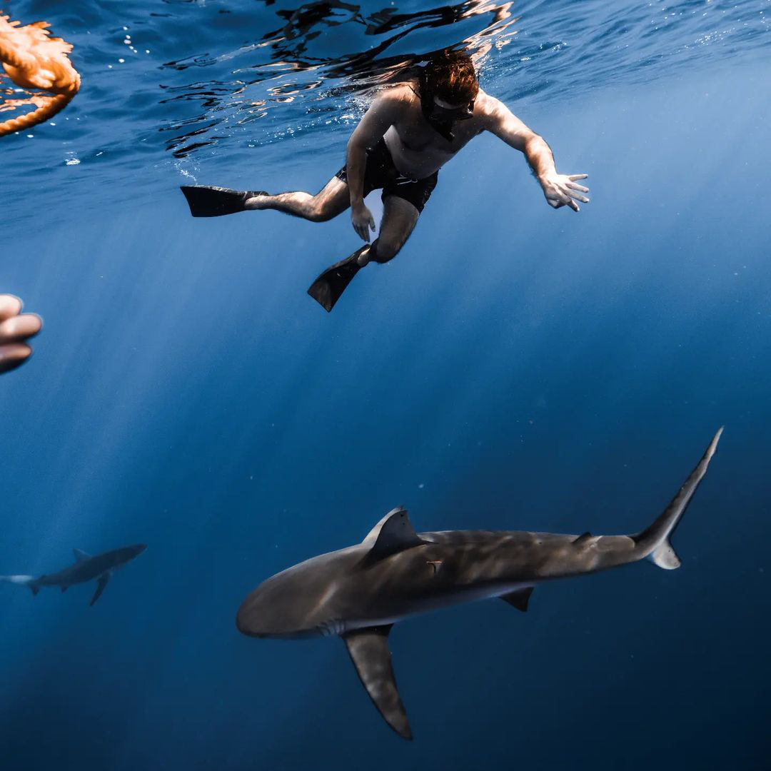 An underwater photo of a young male freediver in swim trunks on a shark diving tour in Hawaii hovers at the surface of the ocean water with a large shark just beneth and another in the distance. The water is a clear deep blue with sun rays shining through it to create a beautiful and entrancing scene.