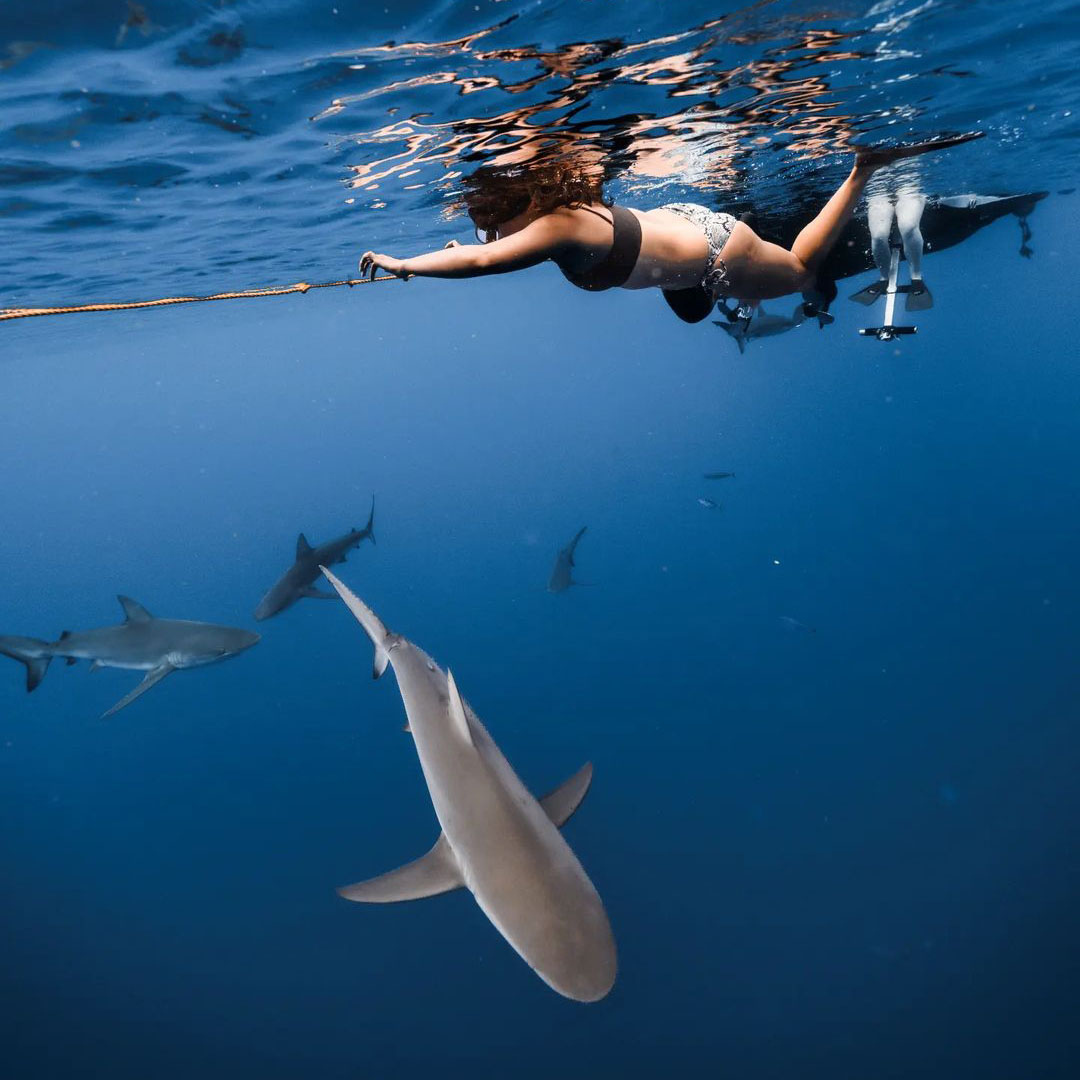 An underwater photo of a young woman swimming in the open ocean in Hawaii with sharks and no cage. She's wearing a bikini and snorkel gear and can be seen swiming to the left of the frame along a safety rope with a large grey shark just below her and three more large sharks in the distance only a few yeards away.